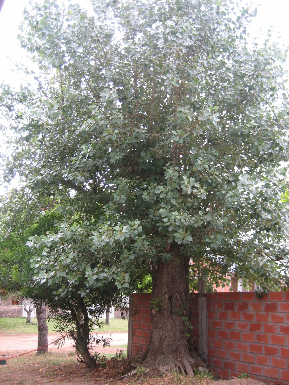 El árbol de la entrada