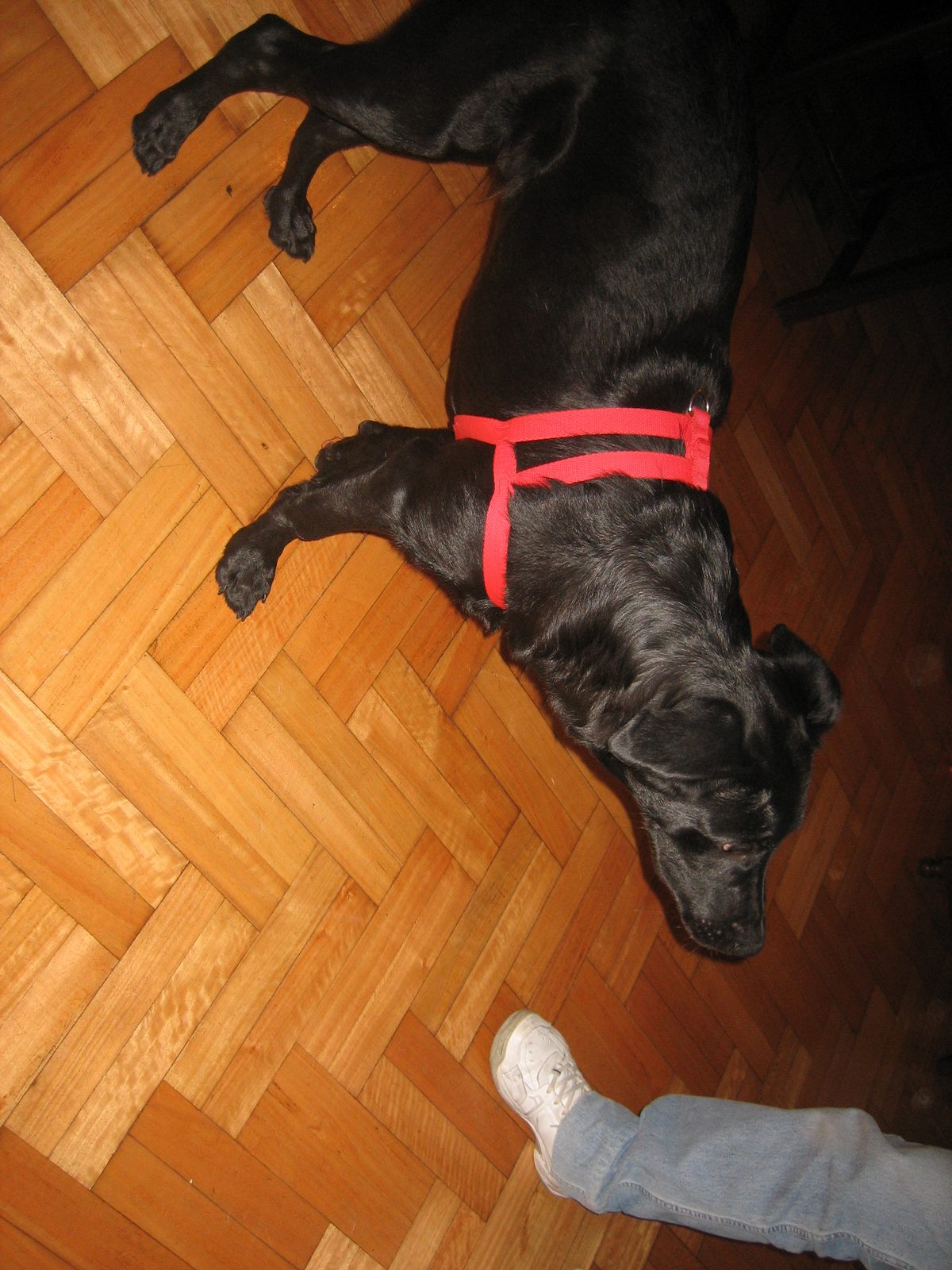 ernesto 015