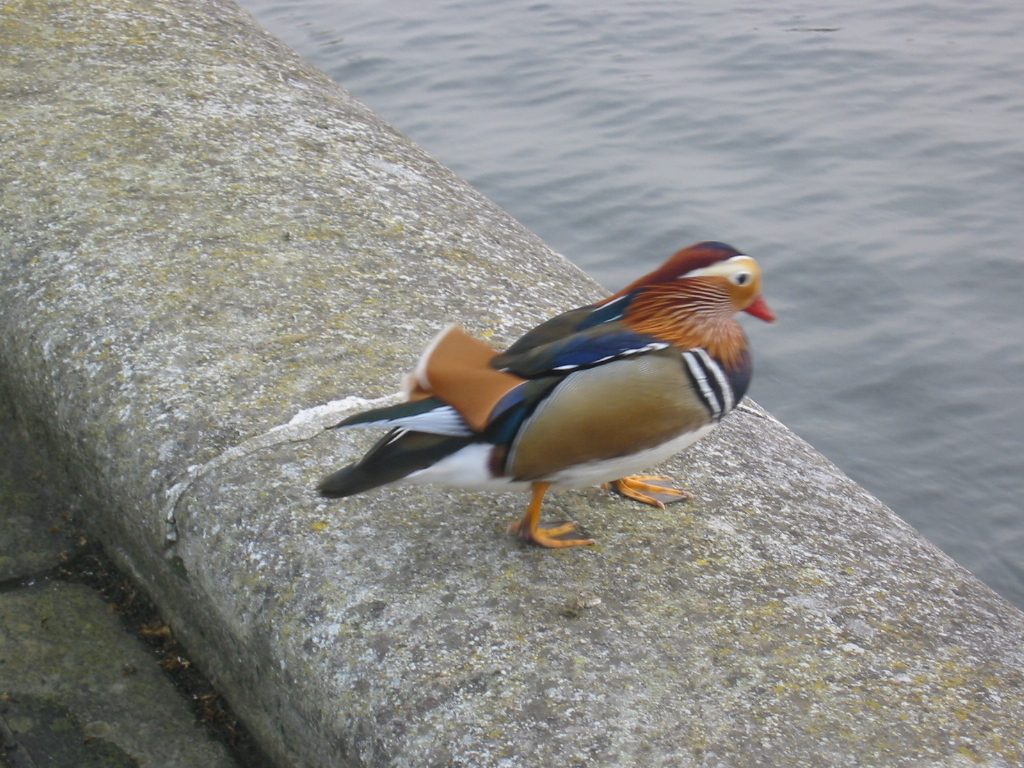 Primer plano del pato