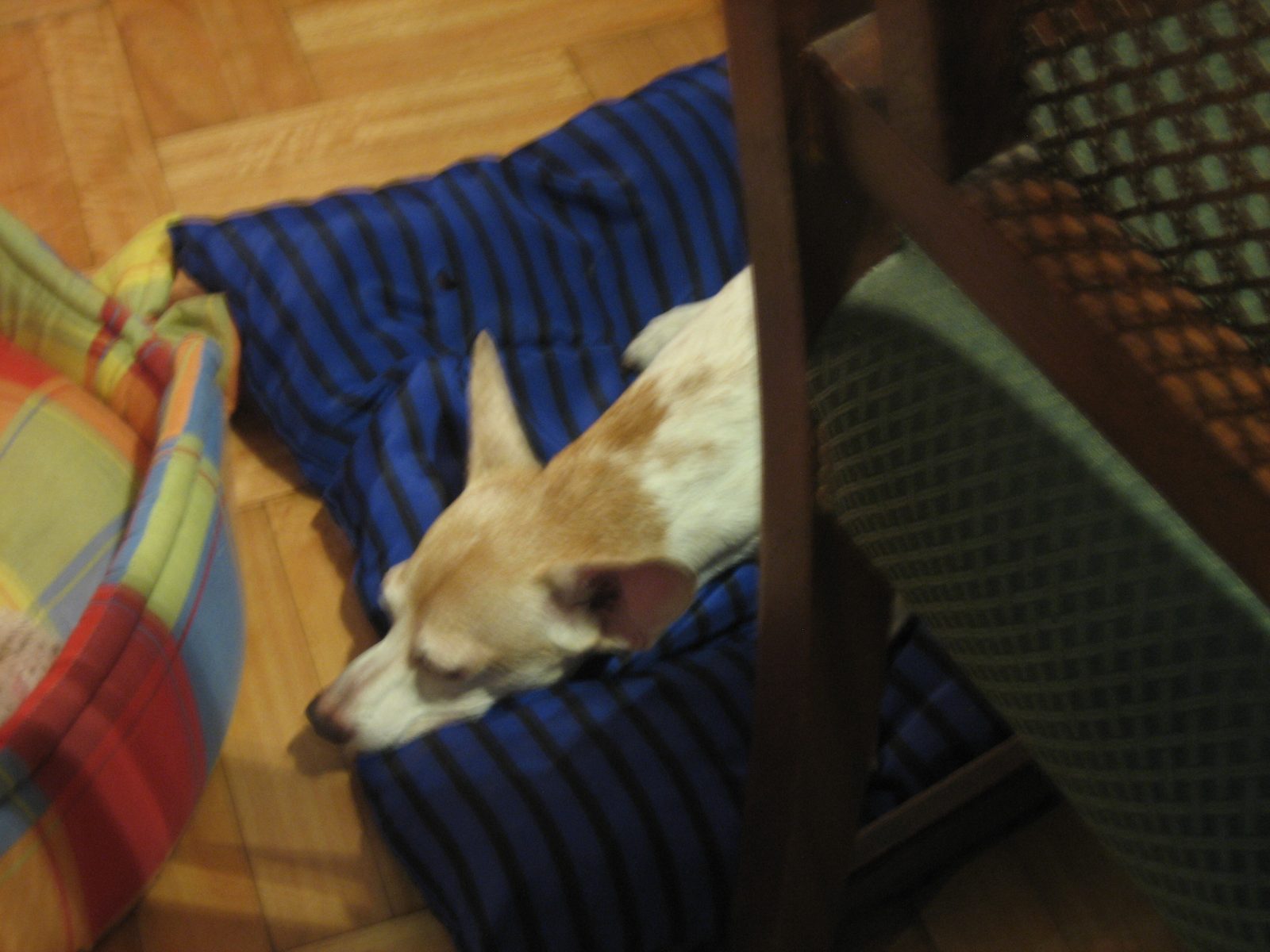Y Pupi duerme