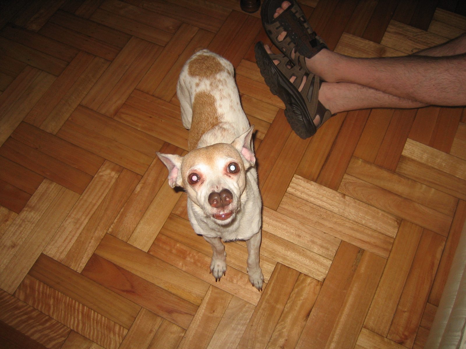 Pupi mira