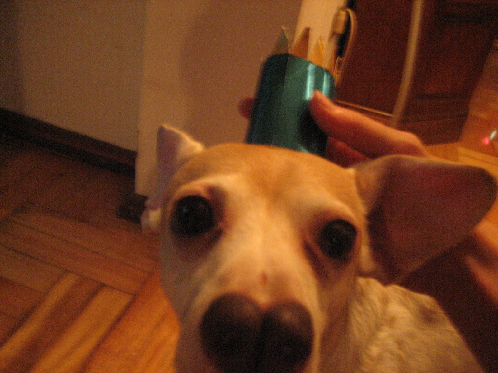 el rey pupi