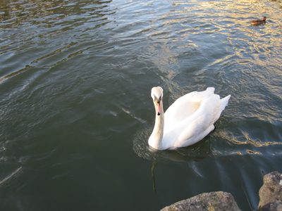 Un cisne