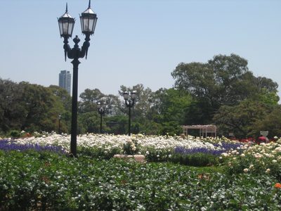 Muchas rosas