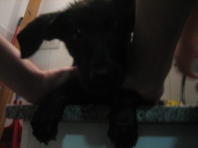 ernesto 054