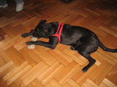 ernesto 005