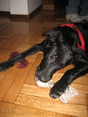 ernesto 006