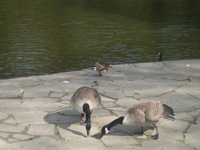 Un pato rarísimo