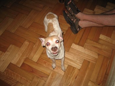 Pupi mira
