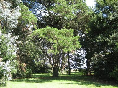 Campo 01-2006 016